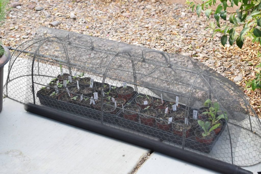 Seedlings being shaded with window screen