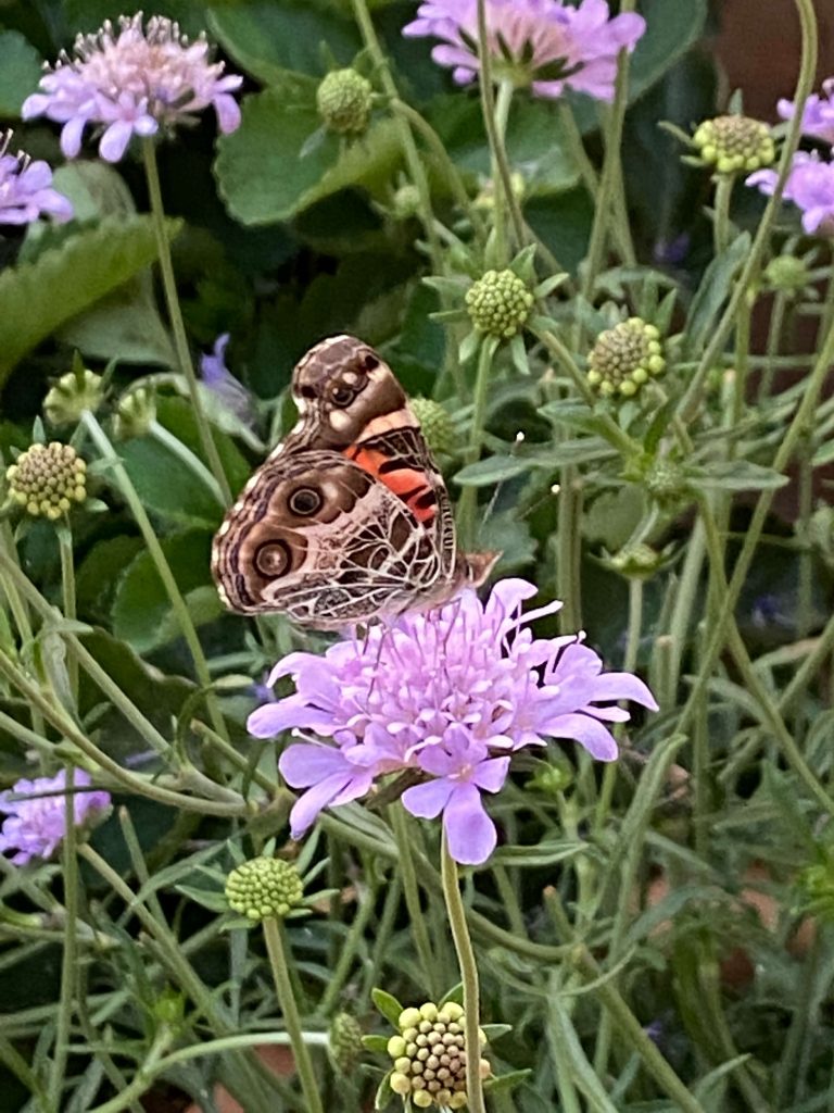 American Lady Butterfly on scabiosa