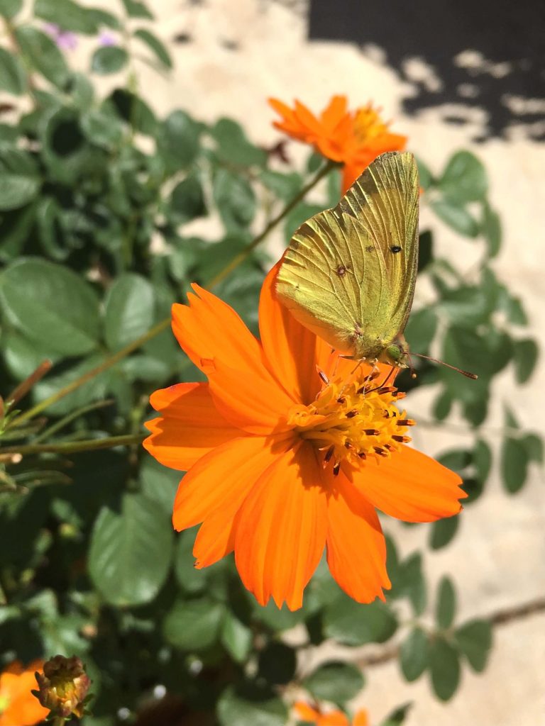 Clouded Sulfer butterfly on cosmos sulphureusl