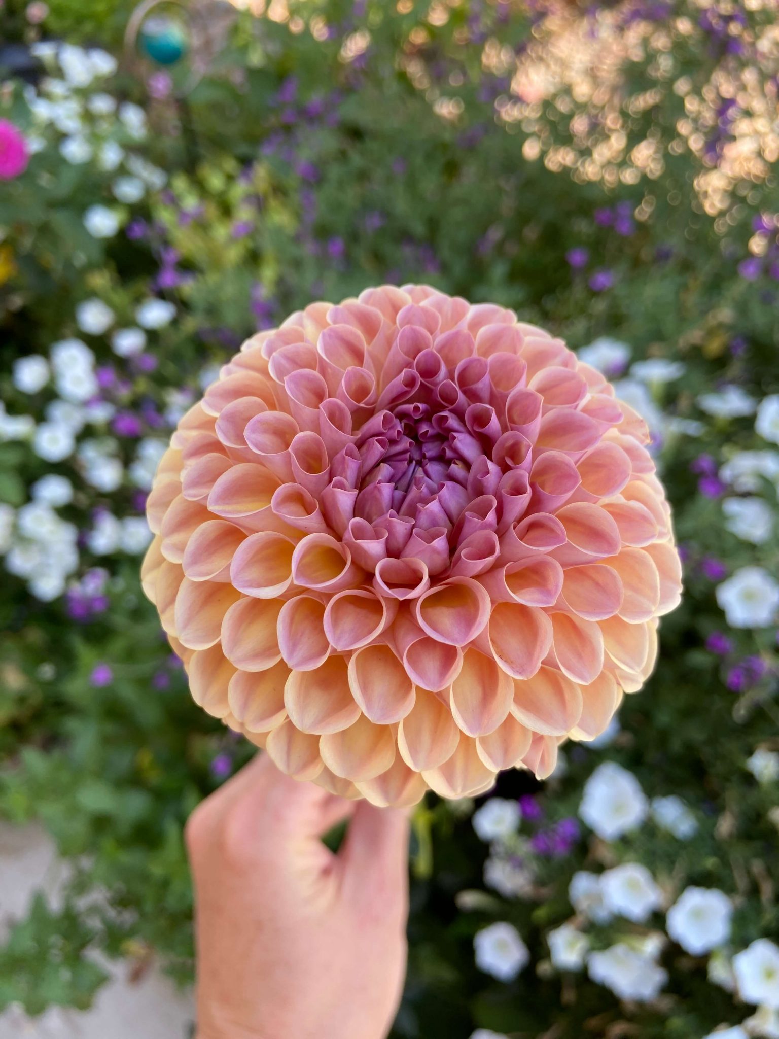 How to Successfully Grow Stunning Dahlias in Pots