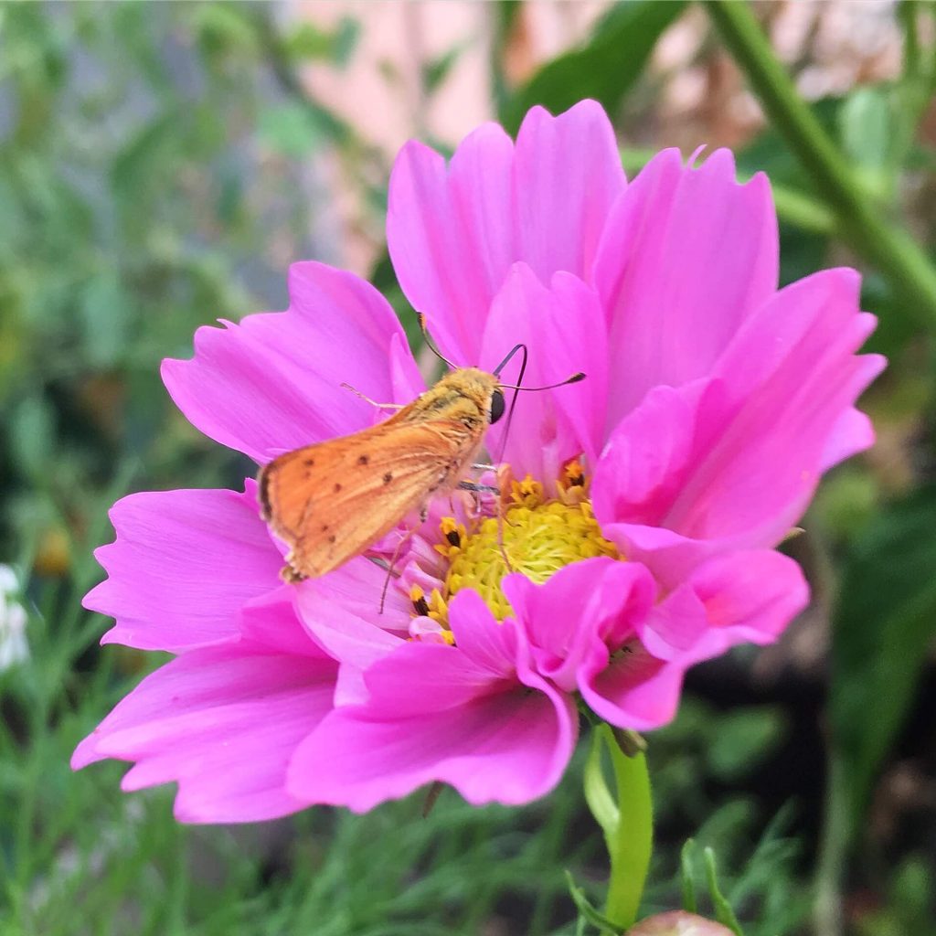 Fiery Skipper butterfly on cosmos flower