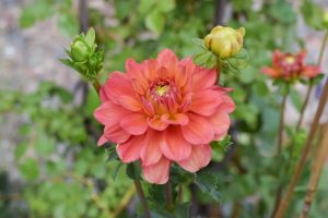 lora ashley dahlia