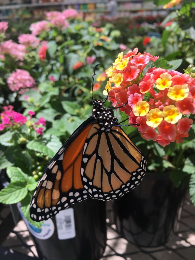 Monarch butterfly on verbena