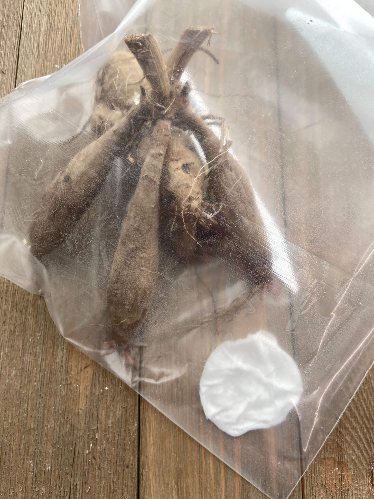 How to Successfully Grow Stunning Dahlias in Pots