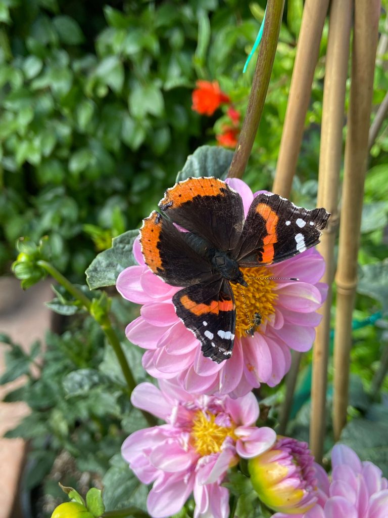 Red Admiral butterfly on dahlia
