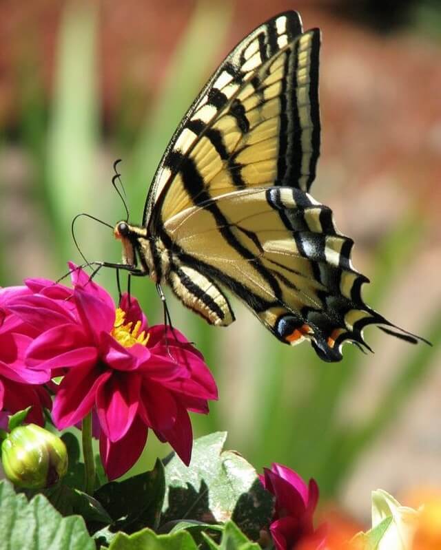 Western Tiger Swallowtail butterfly on dahlia