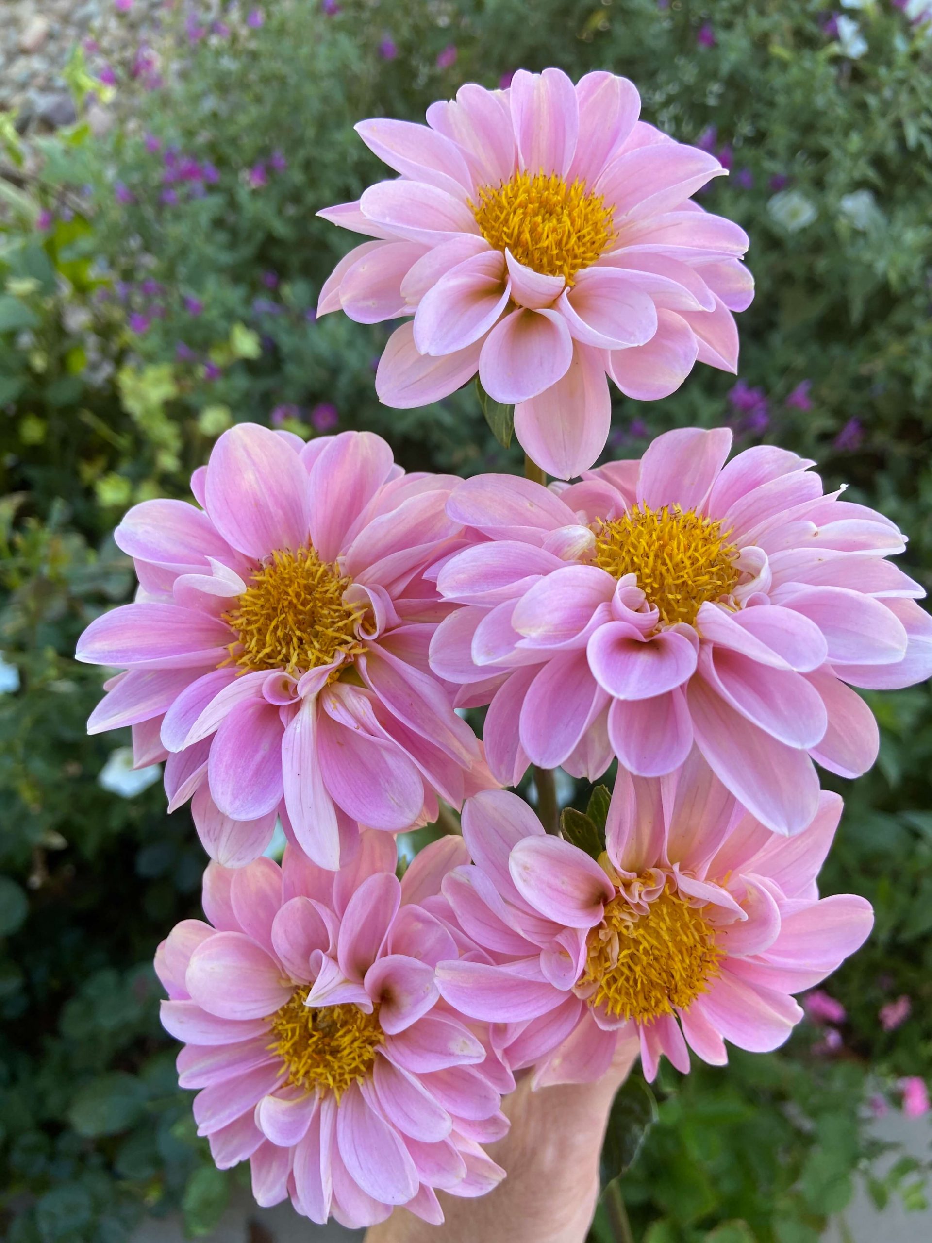 Dahlia 'Wizard Of Oz', A Technicolor Dream In The Garden