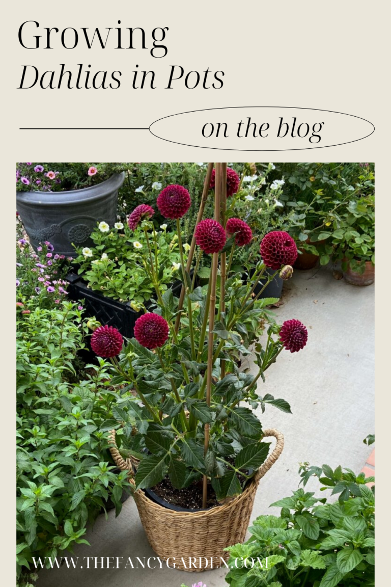 How to Successfully Grow Stunning Dahlias in Pots