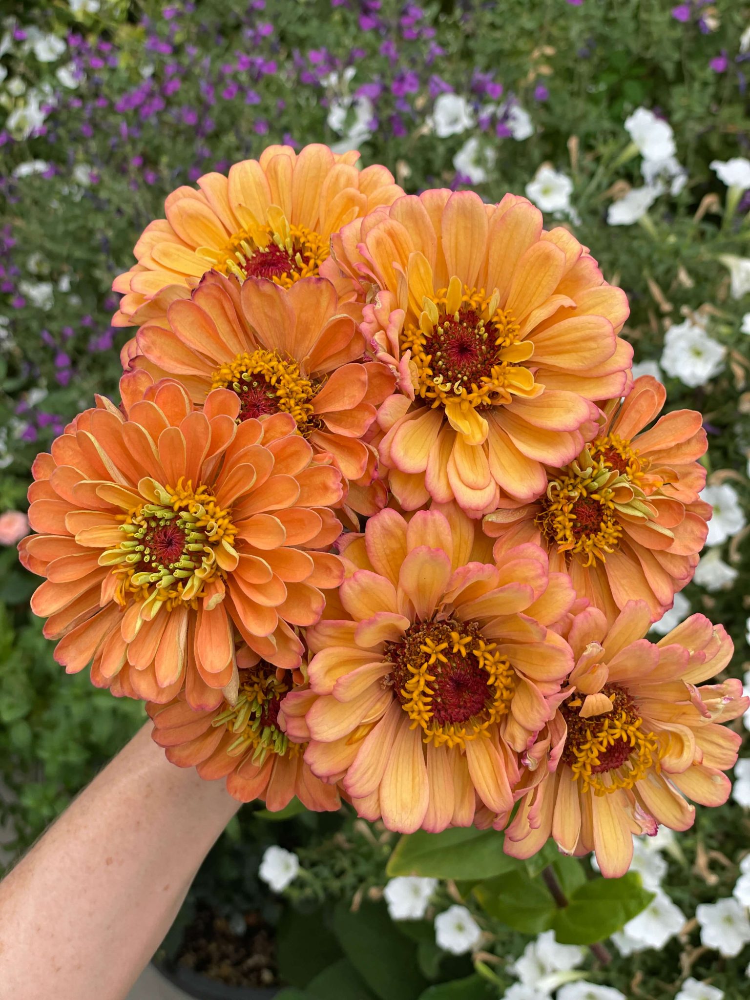 How to Easily Grow Stunning Potted Zinnias from Seed