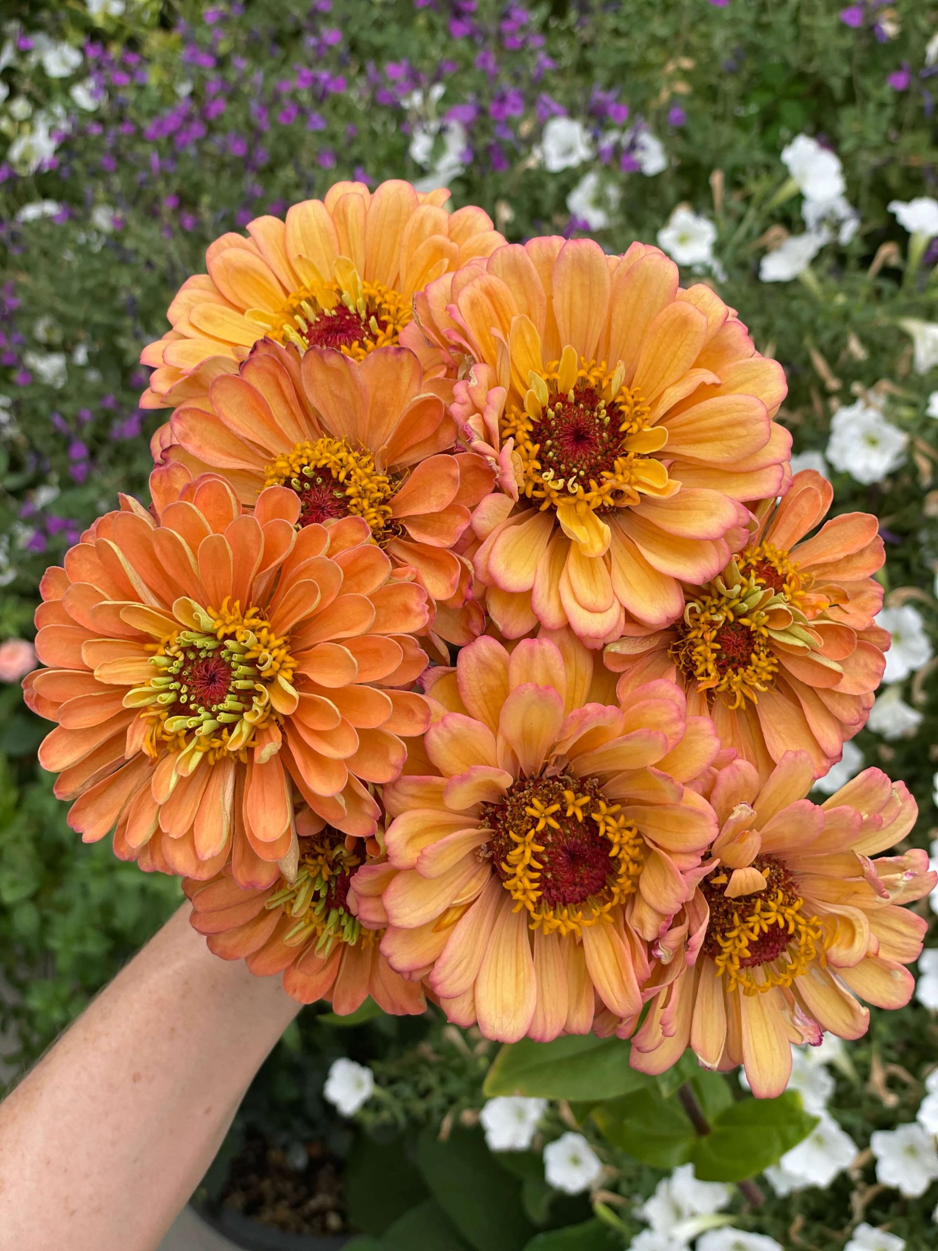 How to Easily Grow Stunning Potted Zinnias from Seed