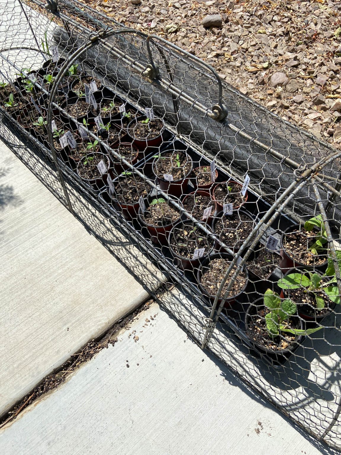 How to Easily Grow Stunning Potted Zinnias from Seed