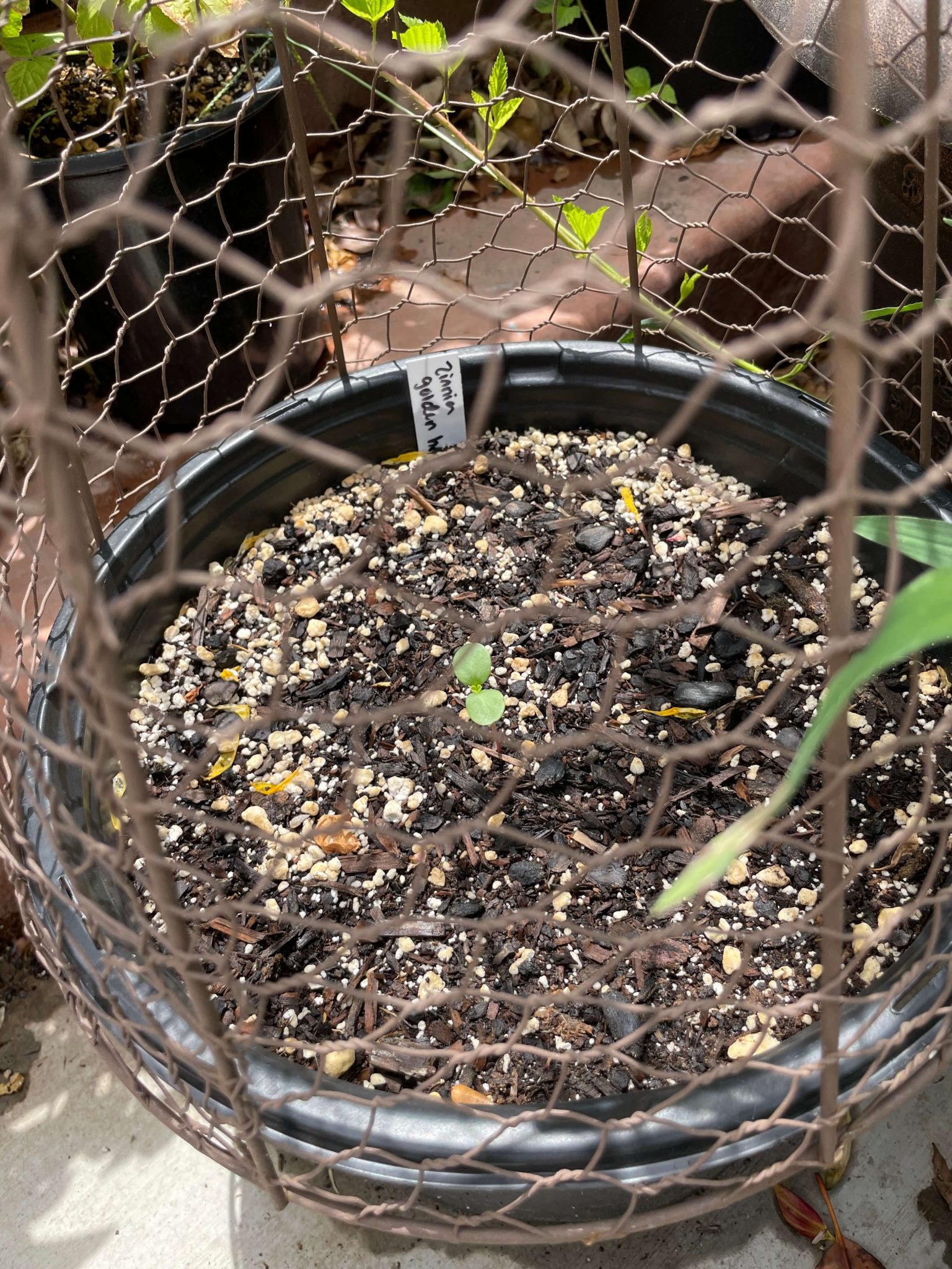 How to Easily Grow Stunning Potted Zinnias from Seed