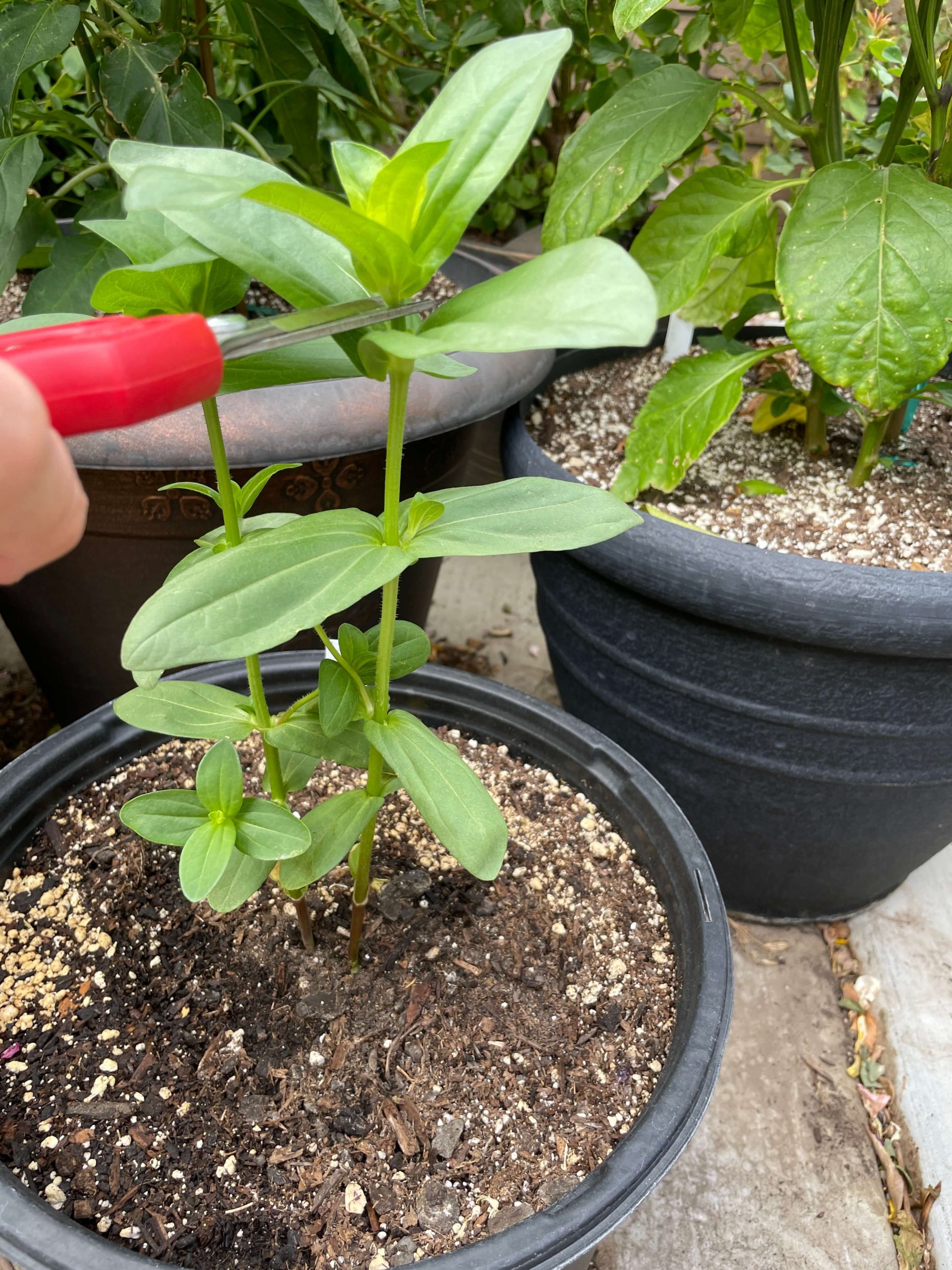 How to Easily Grow Stunning Potted Zinnias from Seed