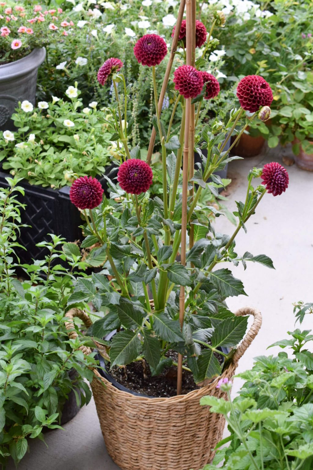 how to plant dahlias in pots The Fancy Garden