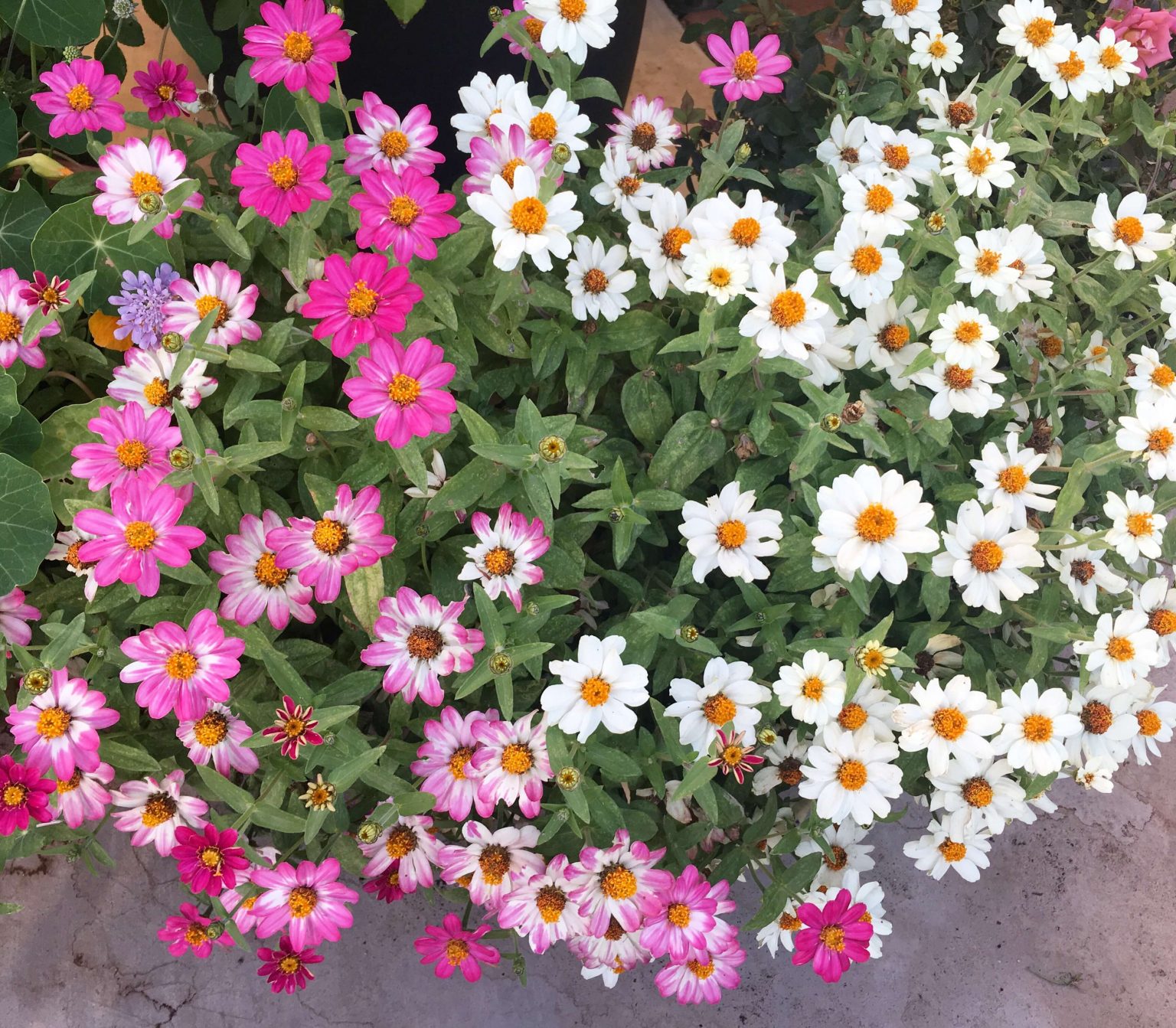 How to Easily Grow Stunning Potted Zinnias from Seed