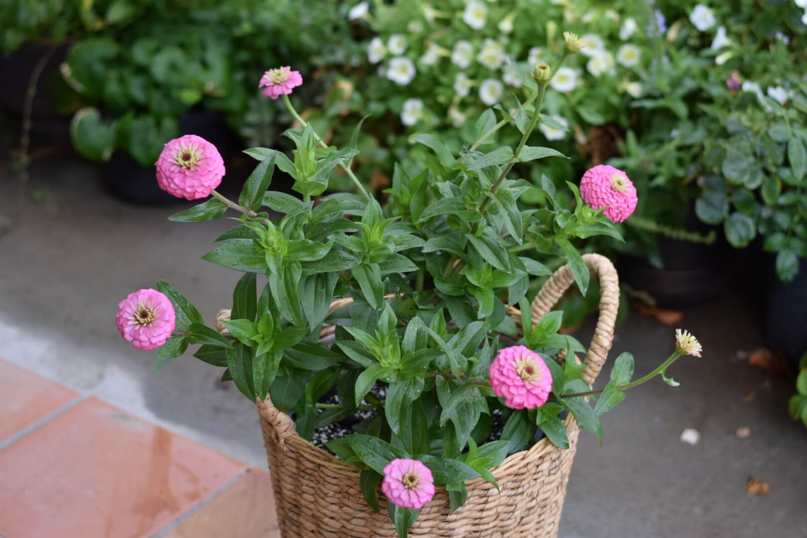 Image of Zinnias potted flower