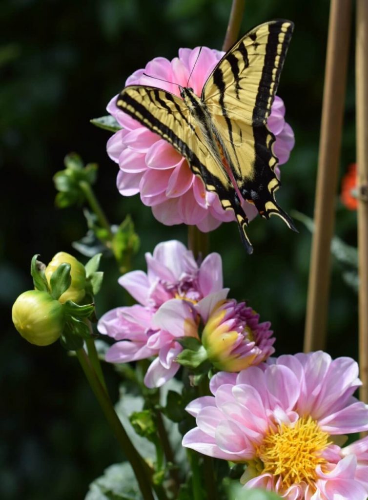 Western Swallowtail Butterfly on open centered dahlia.