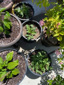 young dahlia plants