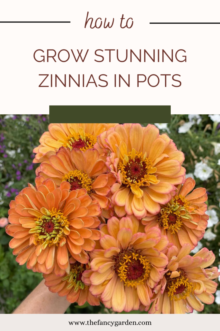How to Easily Grow Stunning Potted Zinnias from Seed