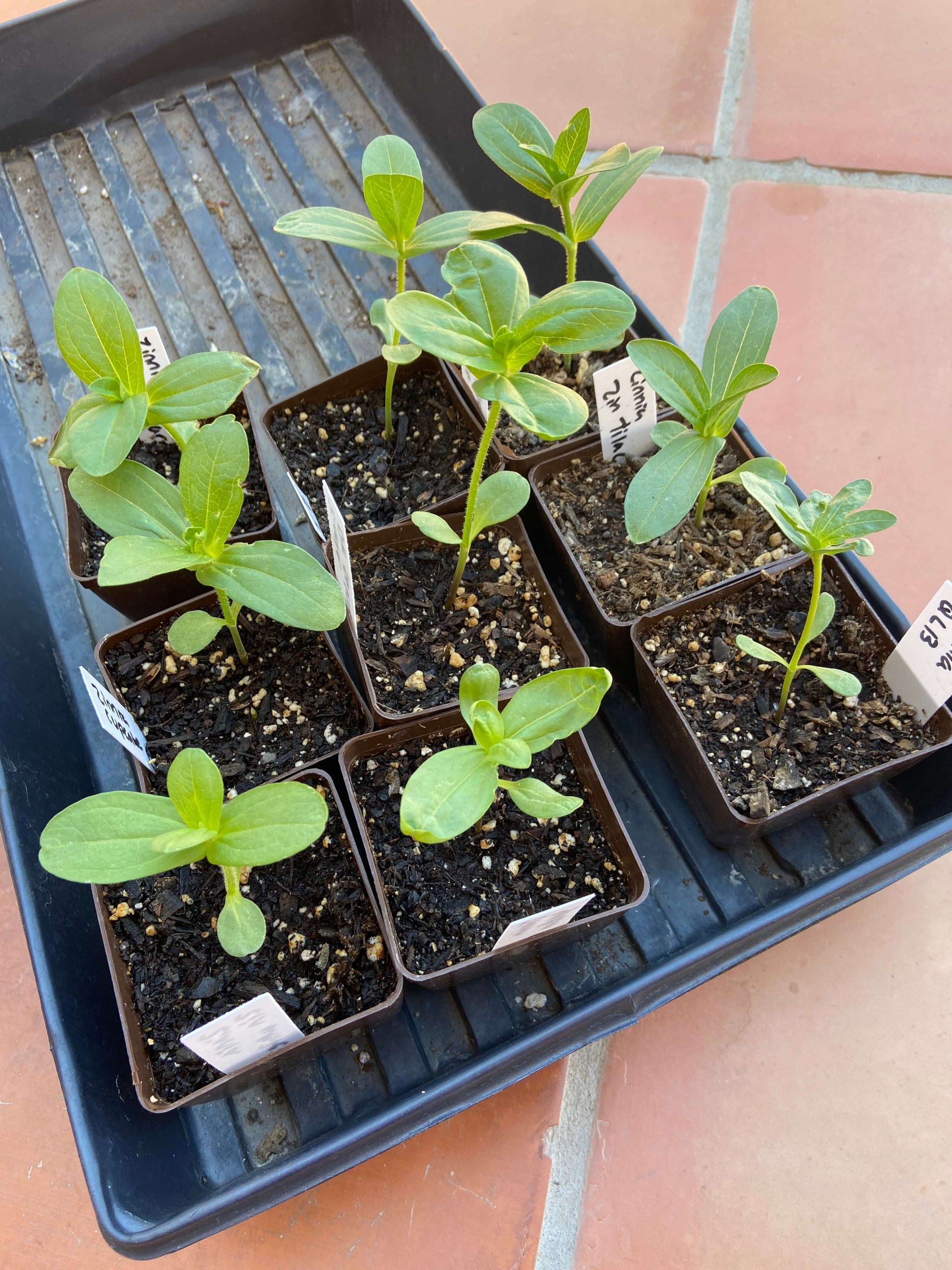 growing zinnias from seed in pots