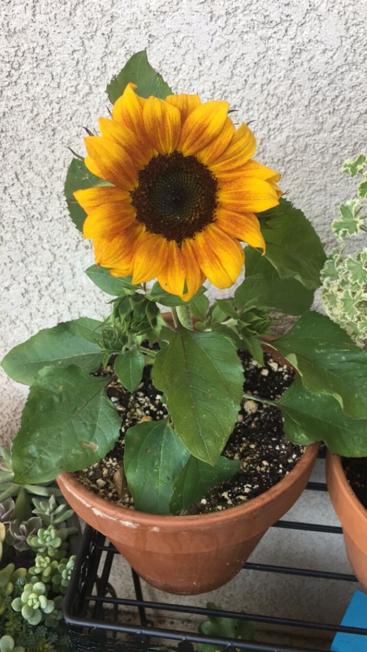 How To Grow Dwarf Sunflowers In A Pot at John Corson blog