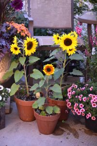 dwarf sunflowers