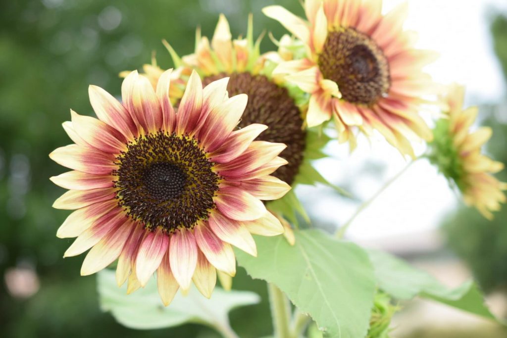 ruby eclips sunflower photo