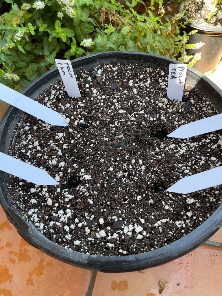 spacing for planting sunflower seeds