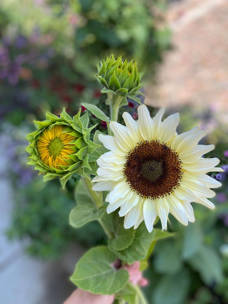 How to Grow Sunflowers in Pots- It's Super Easy!