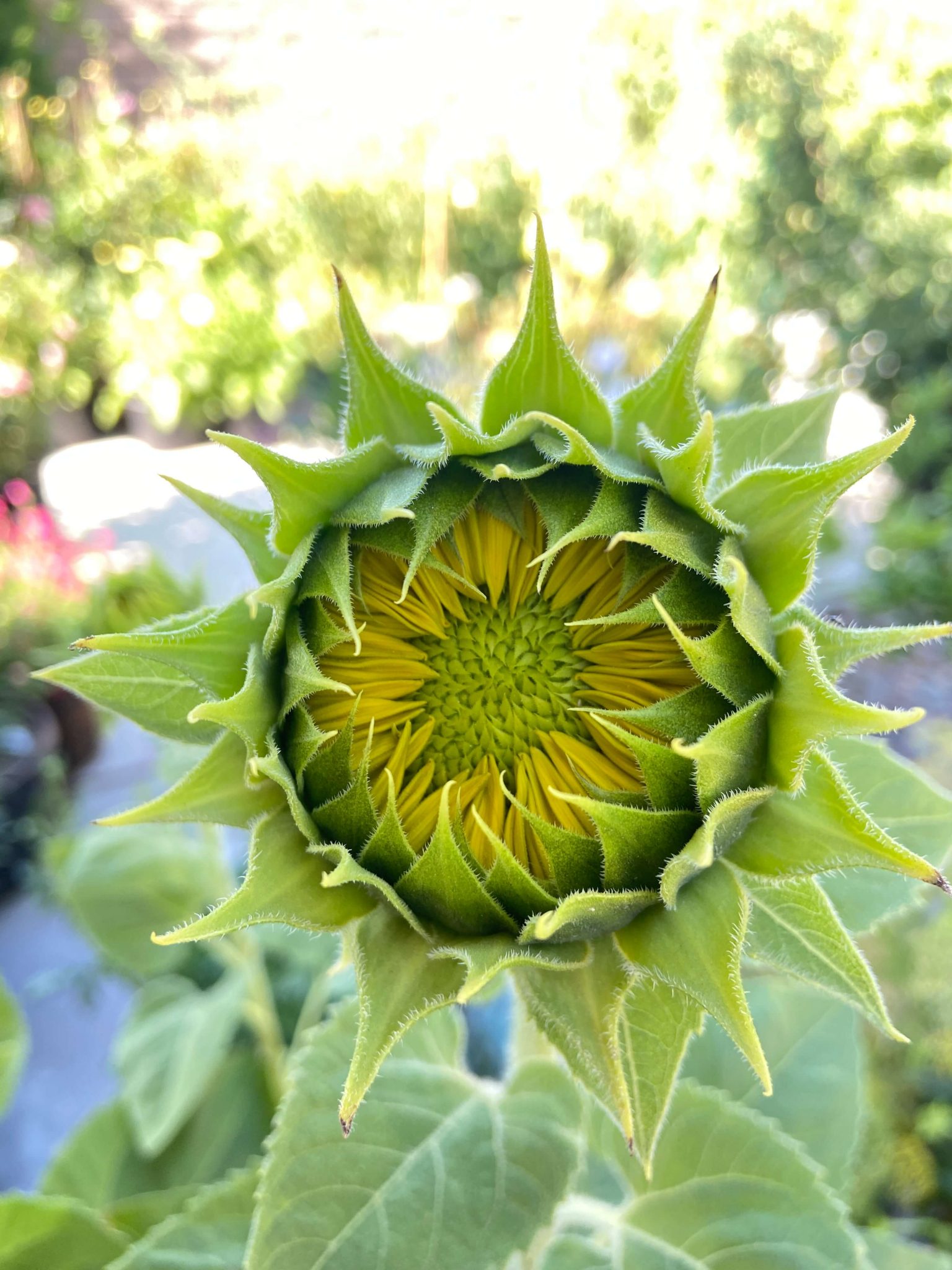 How to Grow Sunflowers in Pots It’s Super Easy!