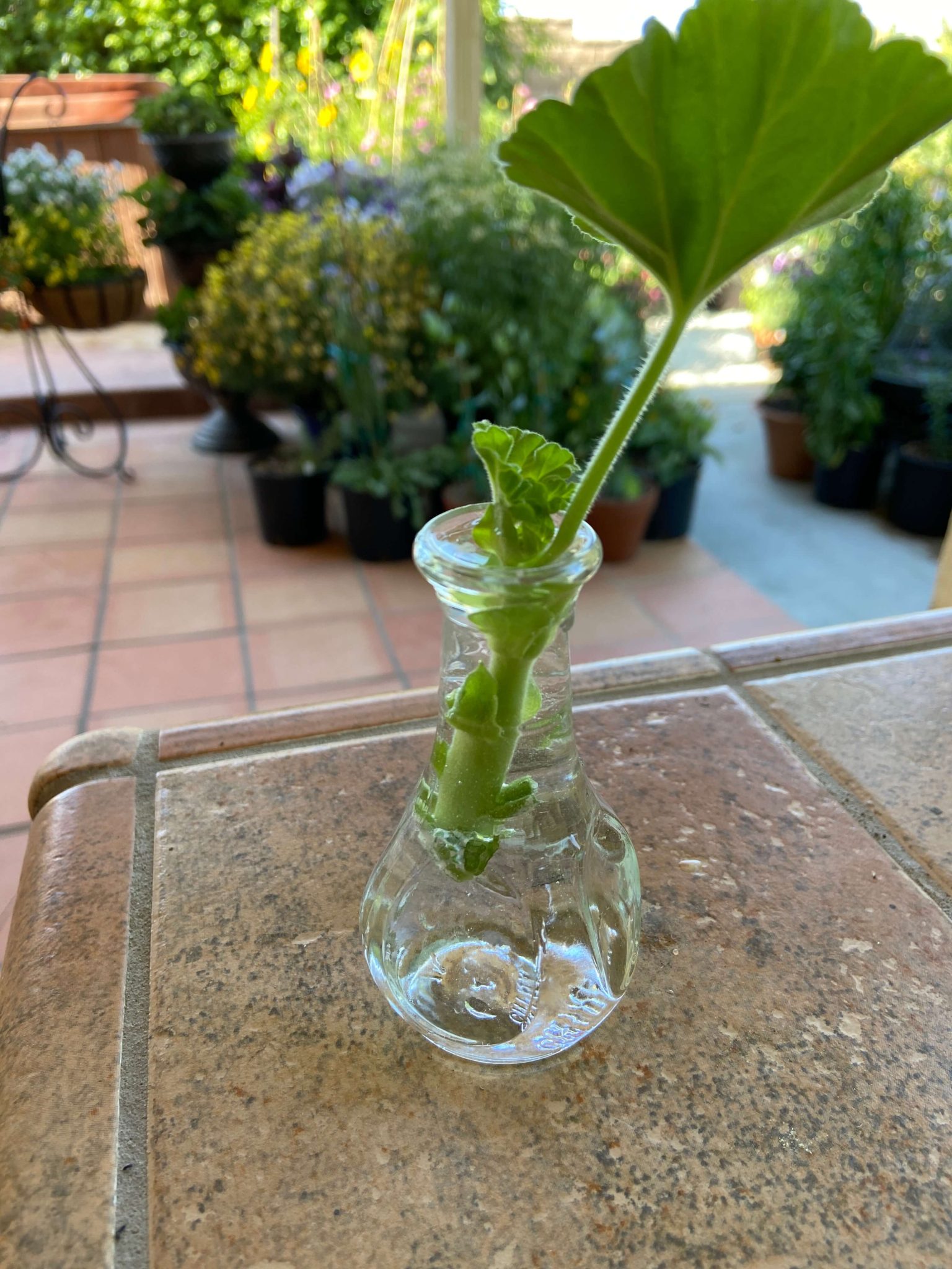 Geranium Cuttings How to Propagate Geraniums the Easy Way!