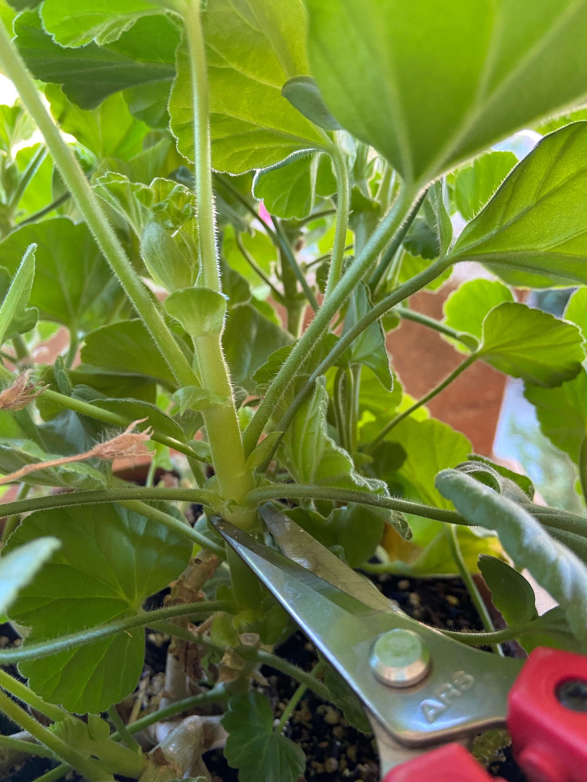 Geranium Cuttings How to Propagate Geraniums the Easy Way!