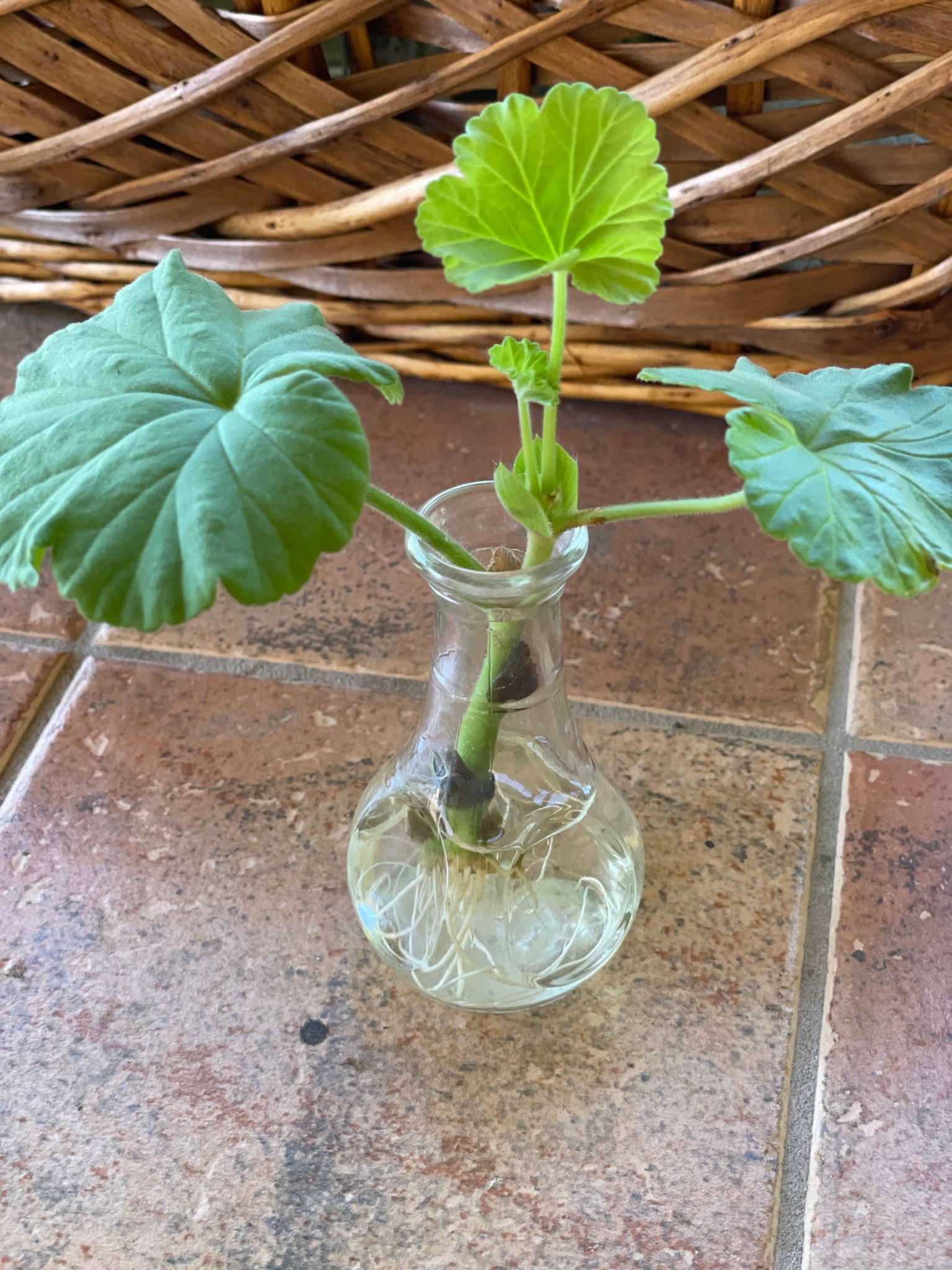 Geranium Cuttings How to Propagate Geraniums the Easy Way!