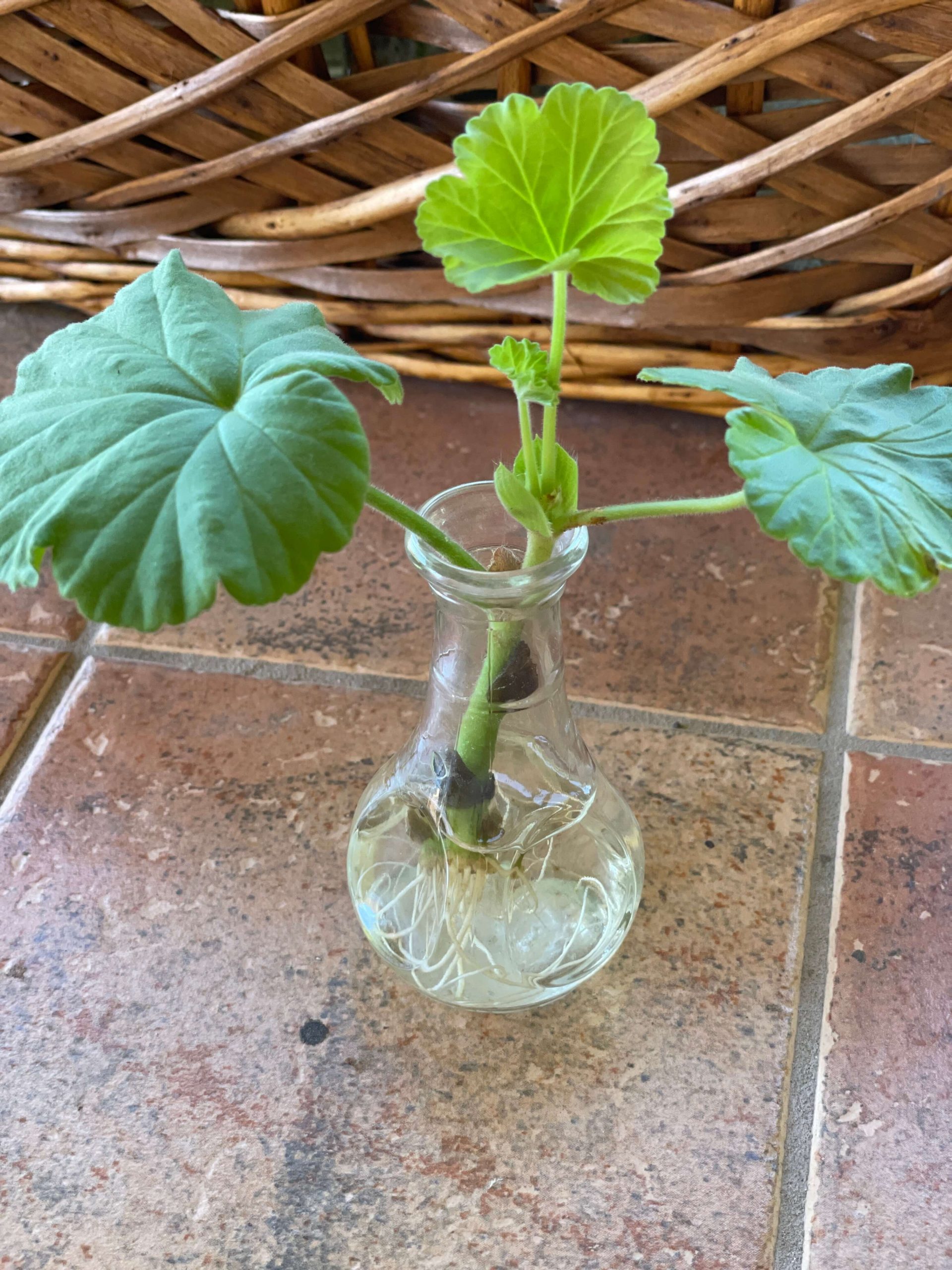Geranium Cuttings How to Propagate Geraniums the Easy Way!