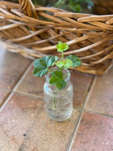 rooted ivy geranium cutting