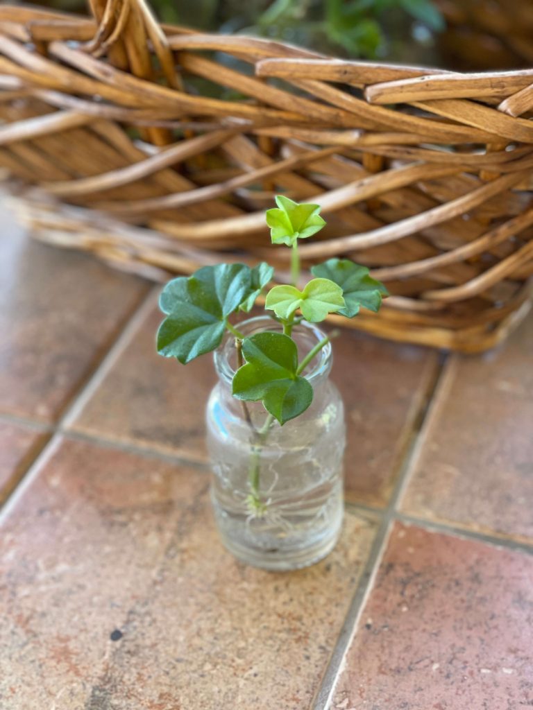 rooted ivy geranium cutting