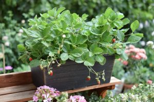 alpine strawberries grown in a container