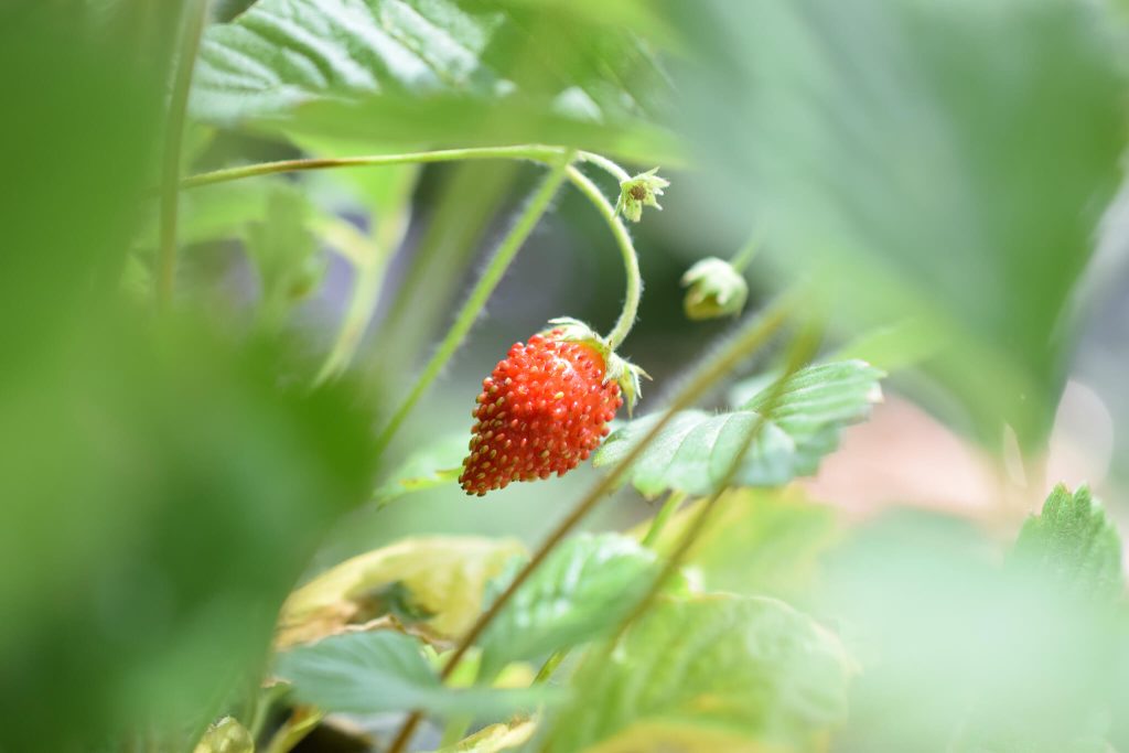 alpine strawberry fruit