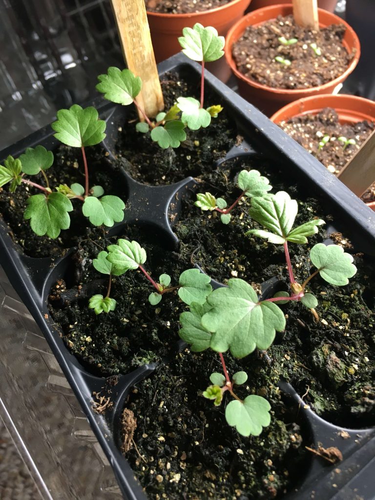 strawberry seedlings