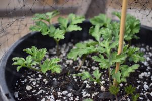 baby anemone plants