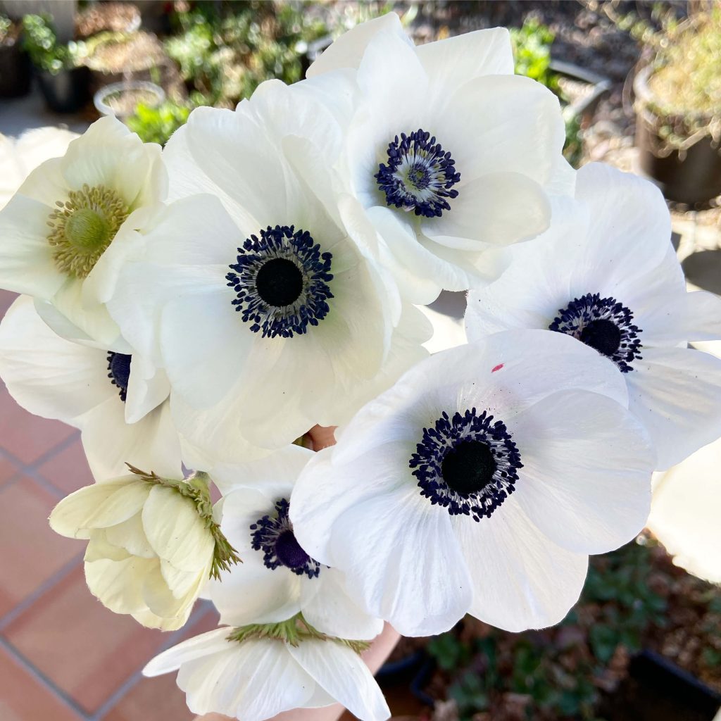 anemone bouquet