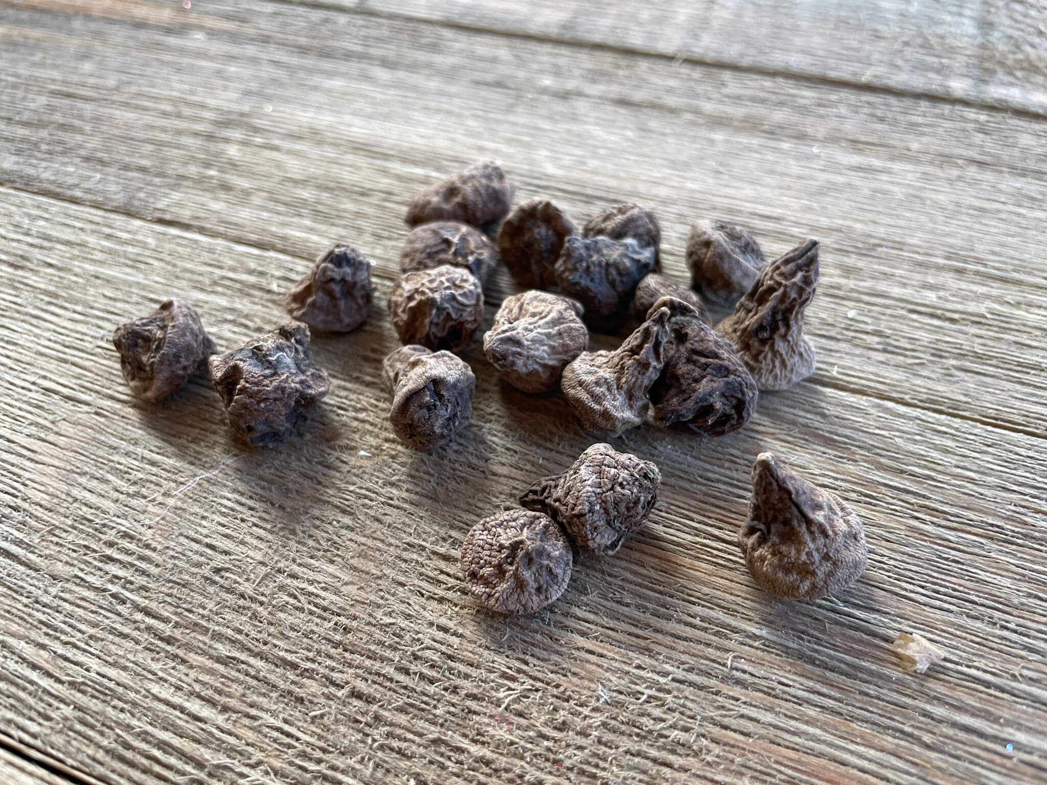 How to be Successful Growing Anemones in Pots