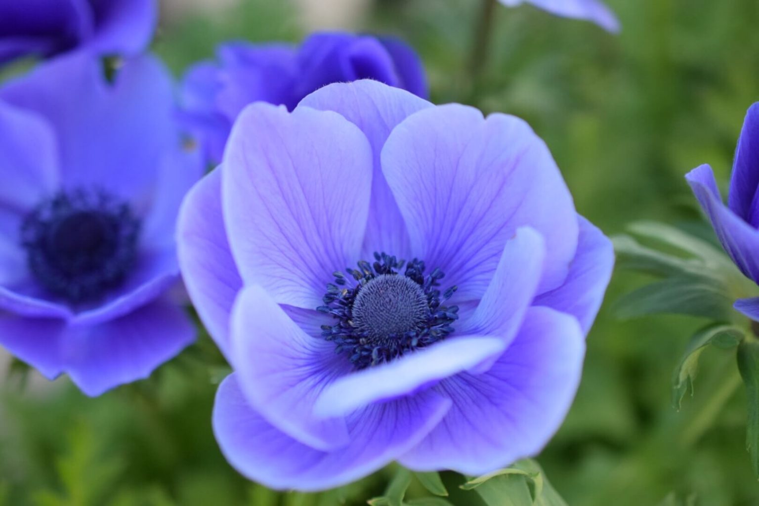How to be Successful Growing Anemones in Pots