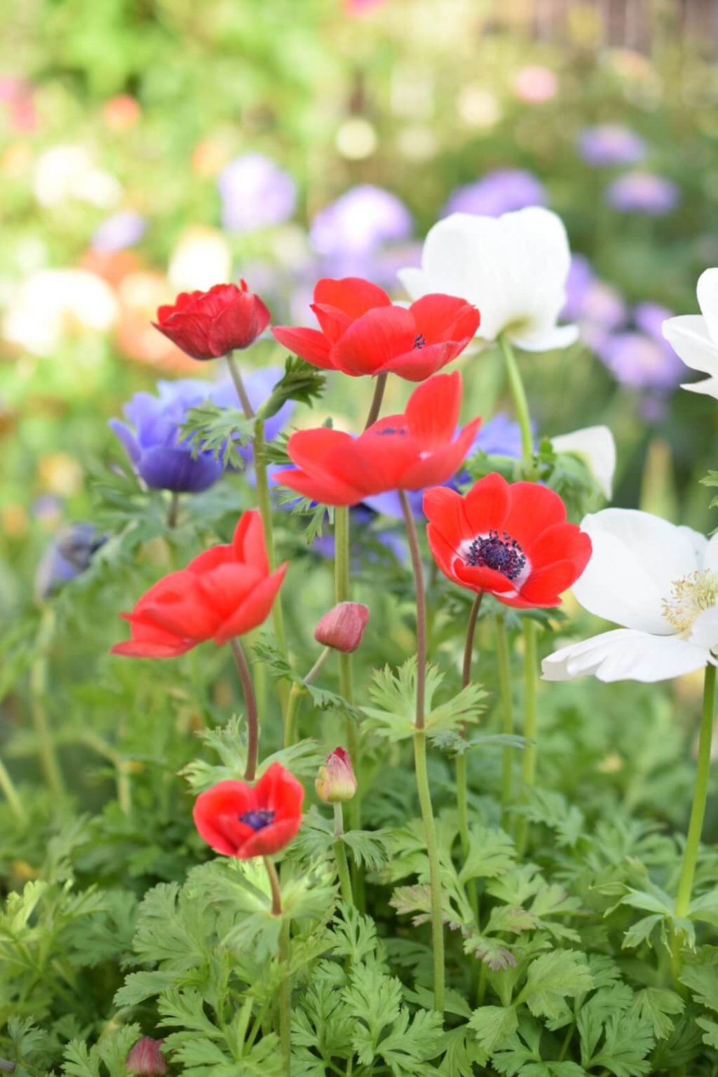 How to be Successful Growing Anemones in Pots