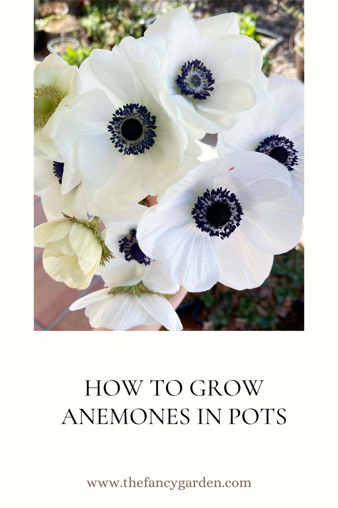 how to grow anemones in pots The Fancy Garden
