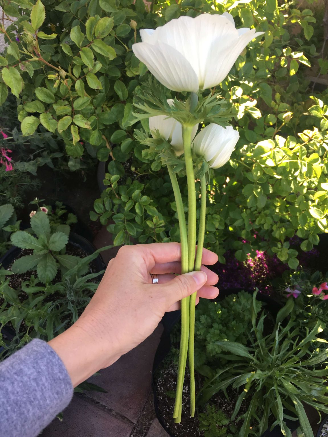 How to be Successful Growing Anemones in Pots