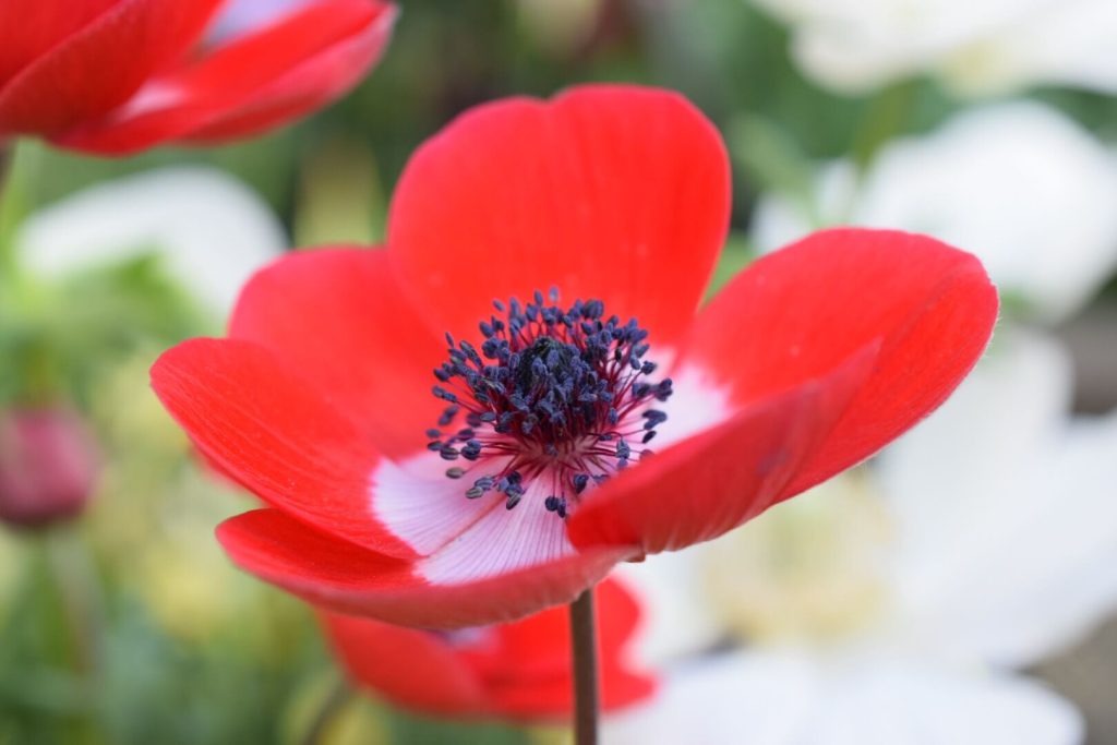 how to be successful growing anemones in pots