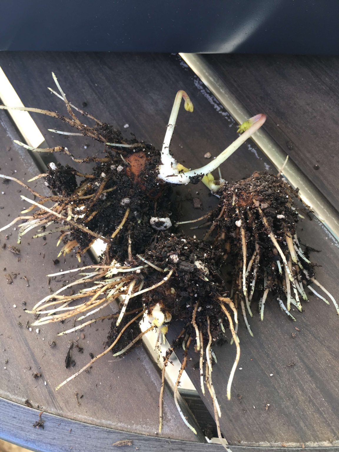 How to be Successful Growing Anemones in Pots