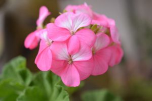 bicolor geranium