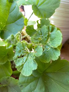 budworm damage on geranium